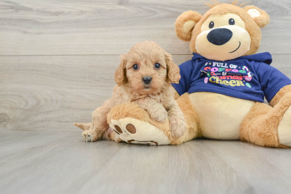 Cavapoo Puppy for Adoption