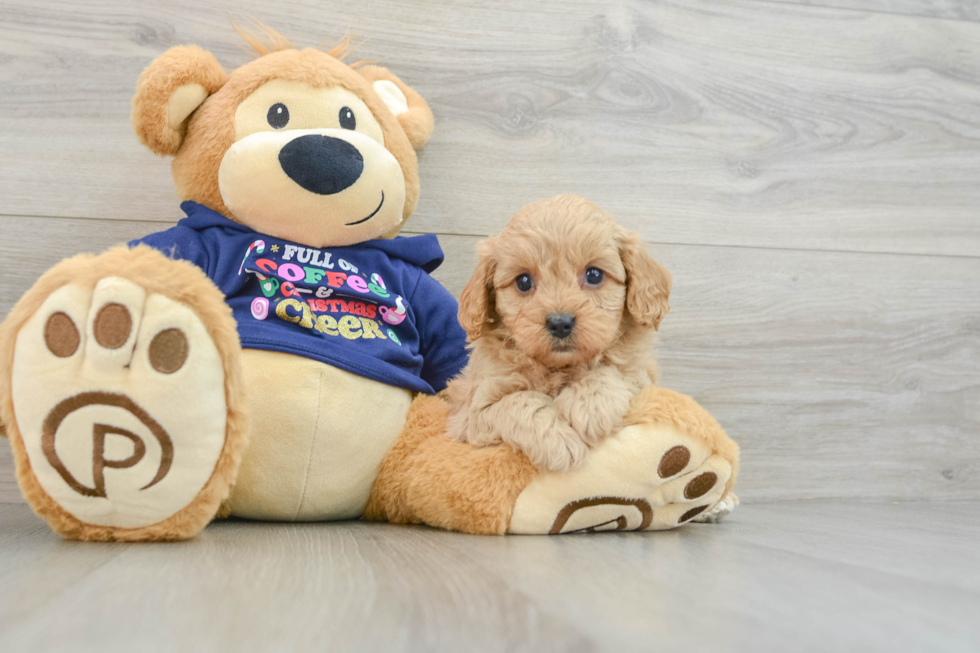 Friendly Cavapoo Baby