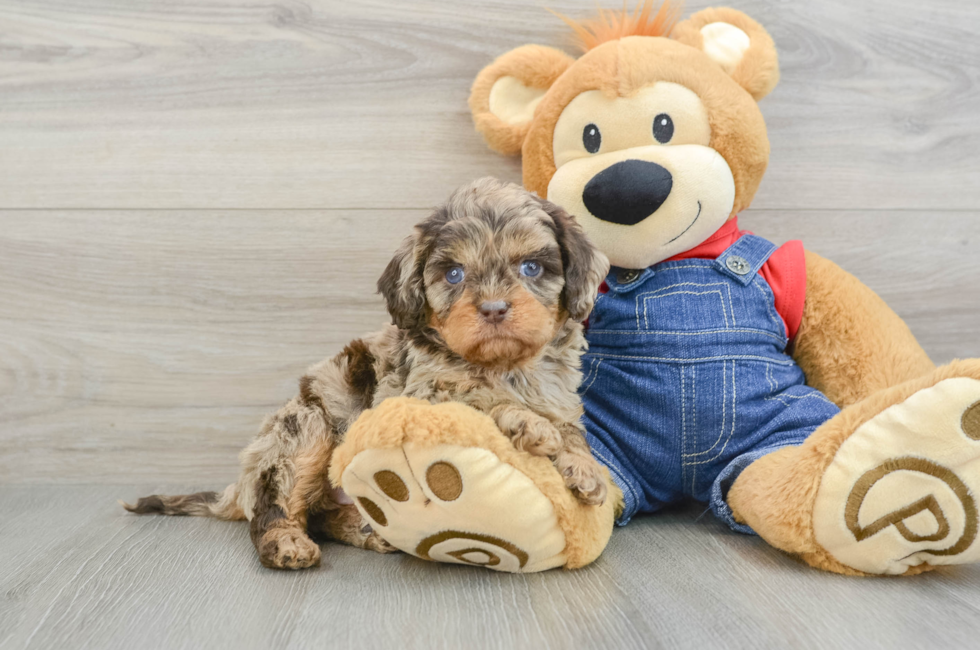 5 week old Cavapoo Puppy For Sale - Premier Pups