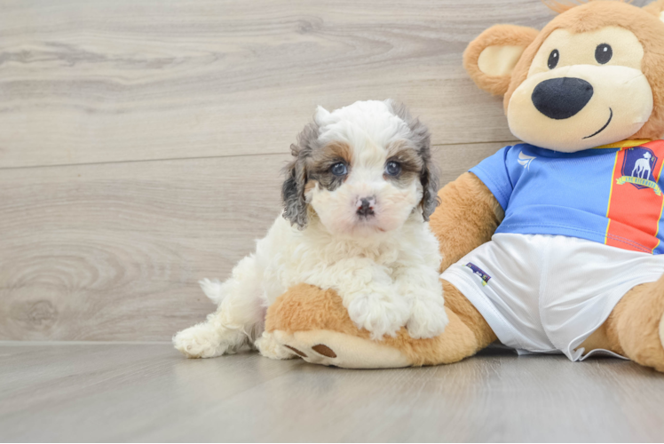 Happy Cavapoo Baby
