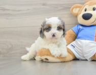 8 week old Cavapoo Puppy For Sale - Premier Pups