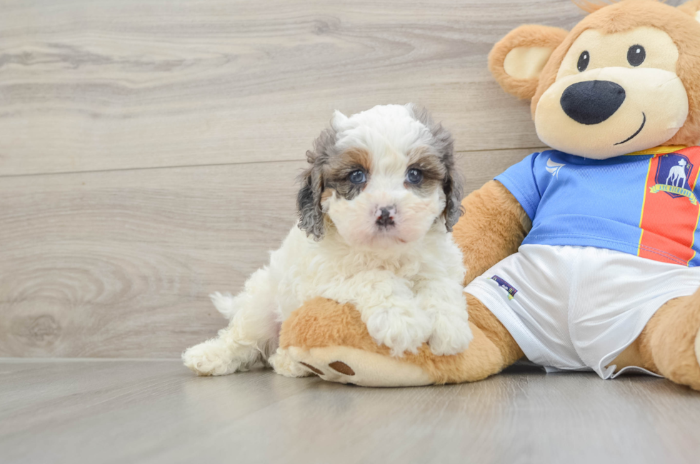 6 week old Cavapoo Puppy For Sale - Premier Pups