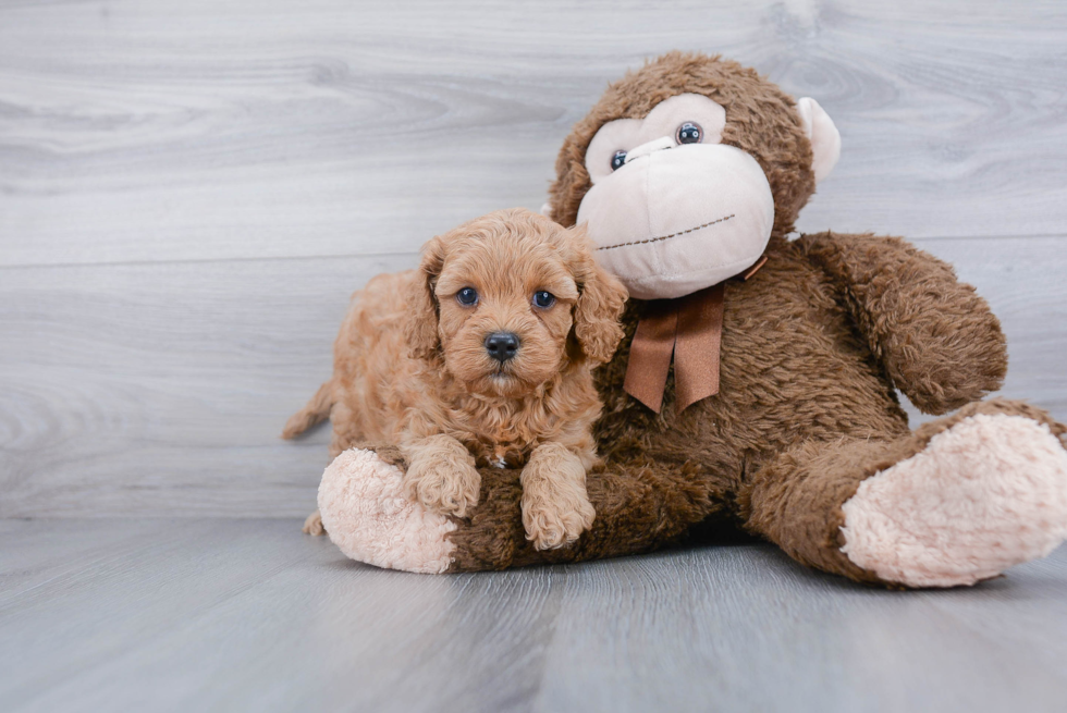 Best Cavapoo Baby