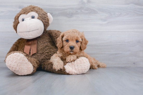 Cavapoo Pup Being Cute