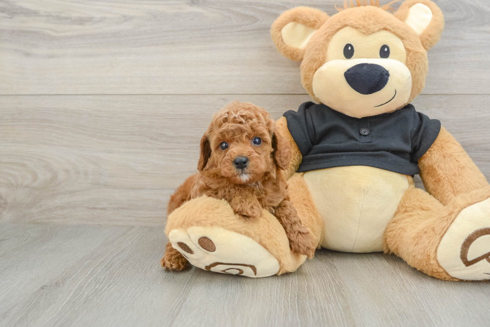 Cavapoo Pup Being Cute