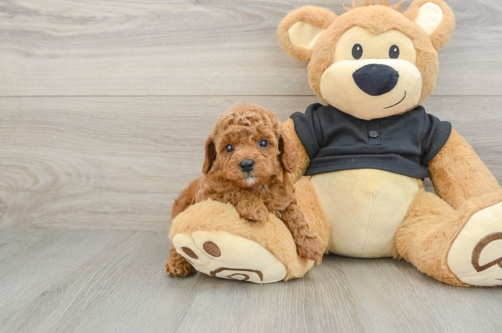 6 week old Cavapoo Puppy For Sale - Premier Pups