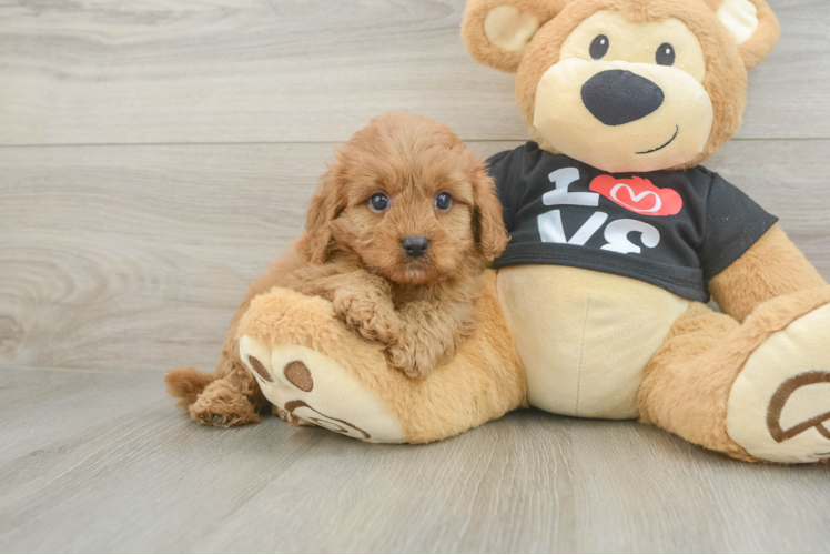 Hypoallergenic Cavadoodle Poodle Mix Puppy