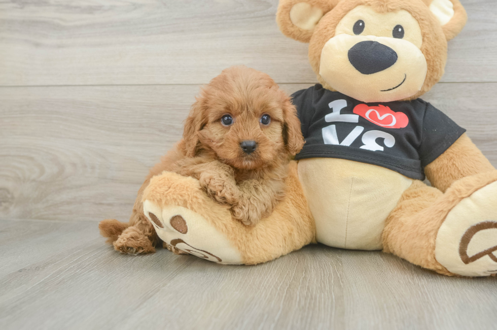 6 week old Cavapoo Puppy For Sale - Premier Pups