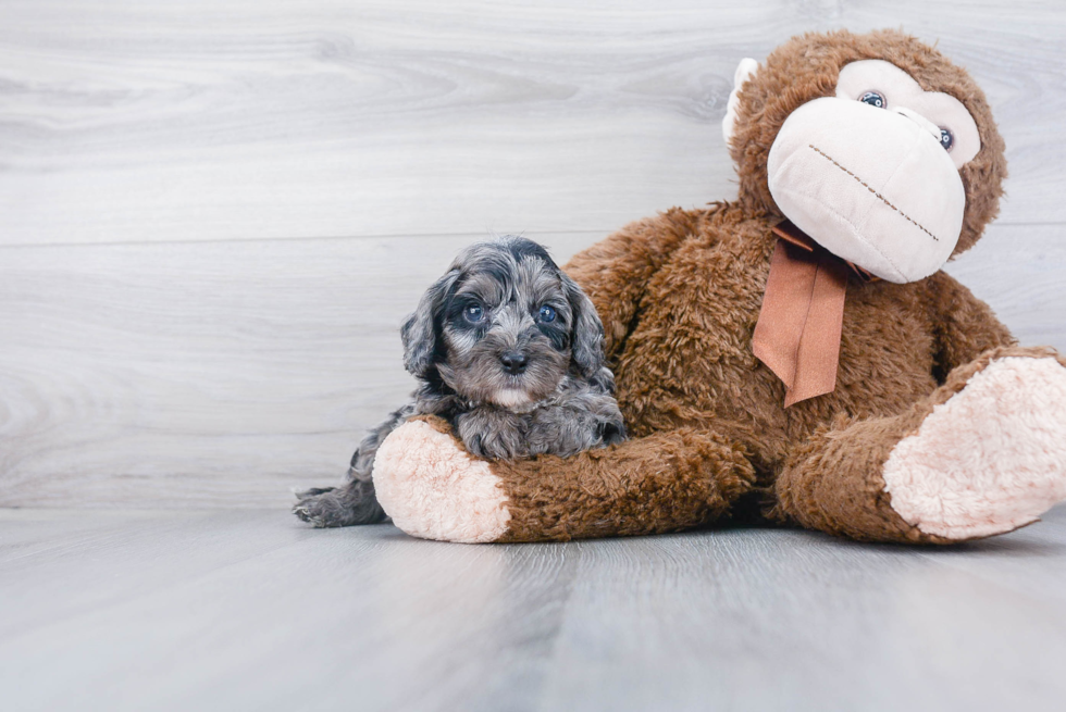 Fluffy Cavapoo Poodle Mix Pup