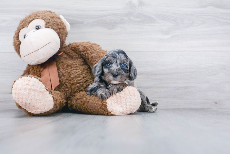 Cute Cavapoo Baby