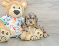 8 week old Cavapoo Puppy For Sale - Premier Pups