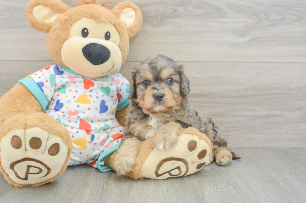 5 week old Cavapoo Puppy For Sale - Premier Pups