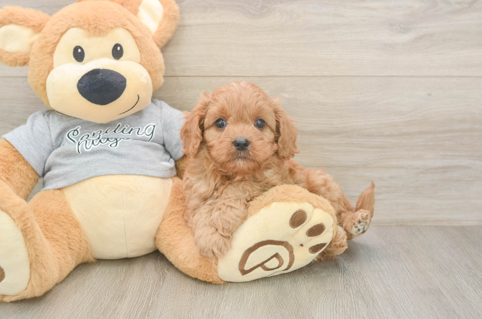 5 week old Cavapoo Puppy For Sale - Premier Pups