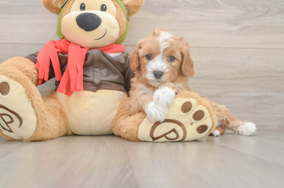 5 week old Cavapoo Puppy For Sale - Premier Pups