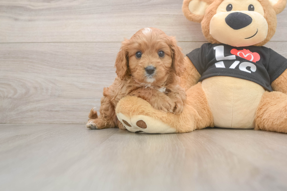 Small Cavapoo Baby