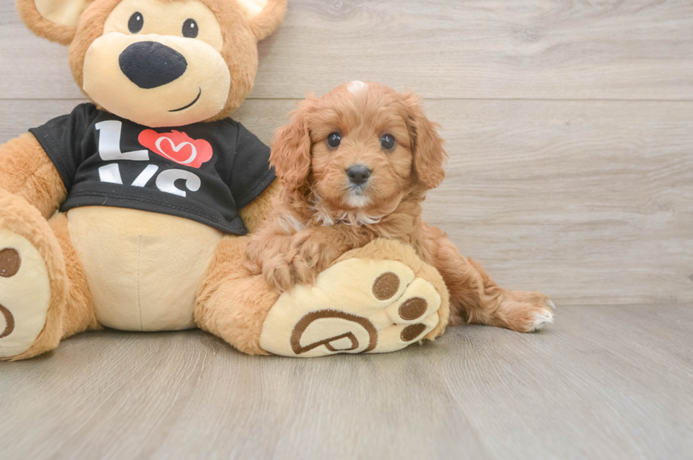6 week old Cavapoo Puppy For Sale - Premier Pups