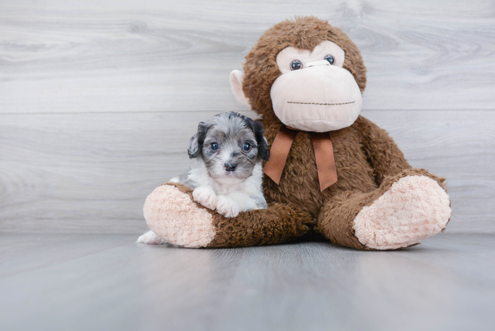 Petite Cavapoo Poodle Mix Pup