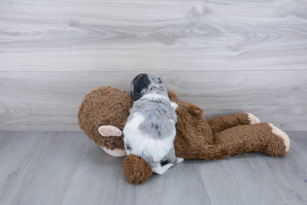 Small Cavapoo Baby