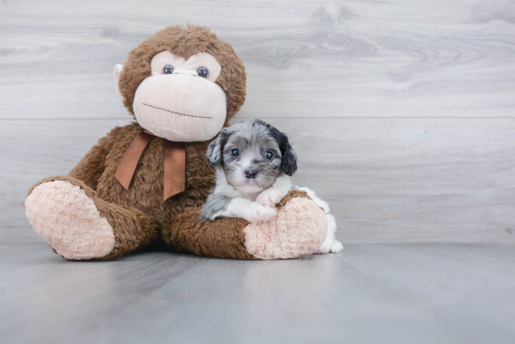 Sweet Cavapoo Baby