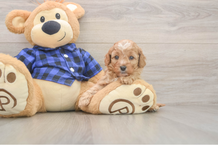 Petite Cavapoo Poodle Mix Pup