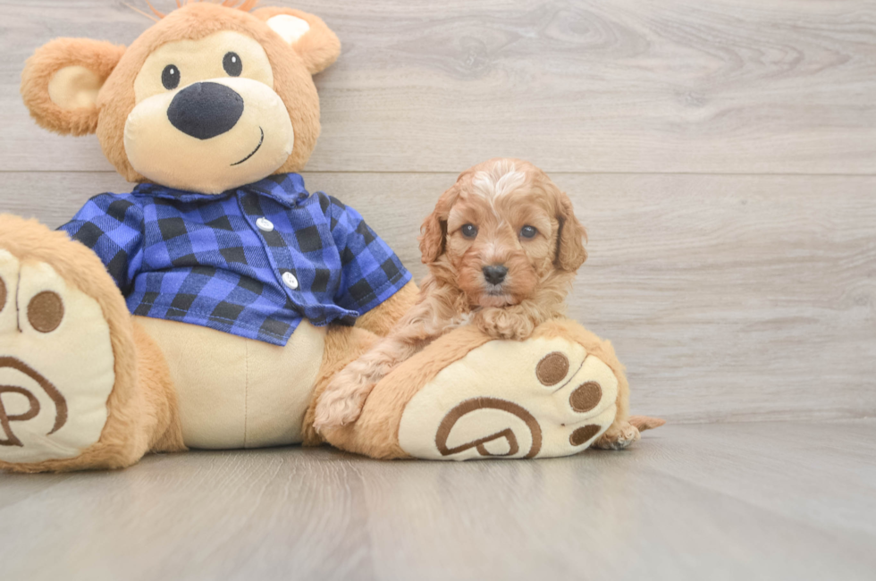 5 week old Cavapoo Puppy For Sale - Premier Pups