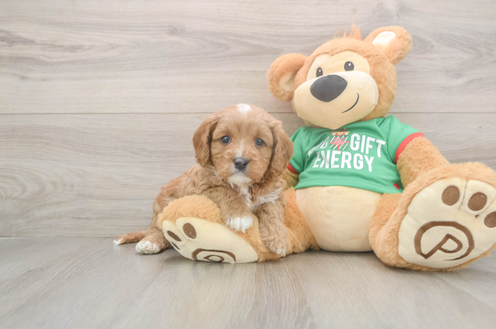 5 week old Cavapoo Puppy For Sale - Premier Pups