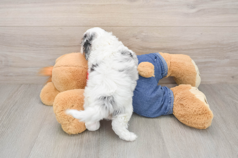 Playful Cavapoodle Poodle Mix Puppy