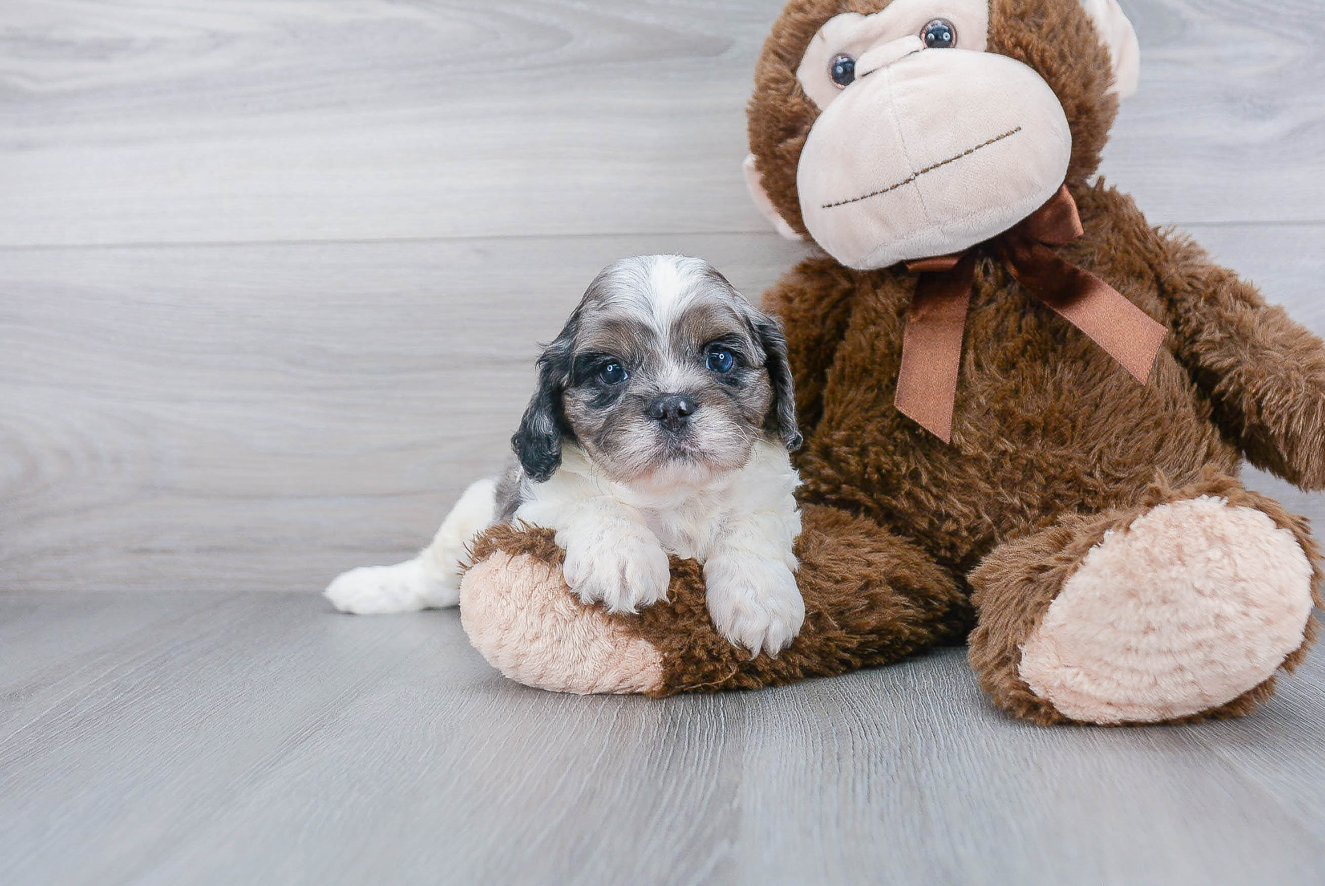 Cute Cavapoo Baby
