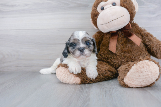 Cute Cavapoo Baby