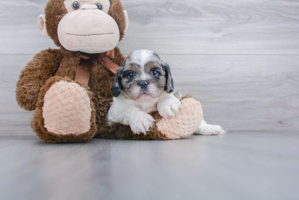 Small Cavapoo Baby