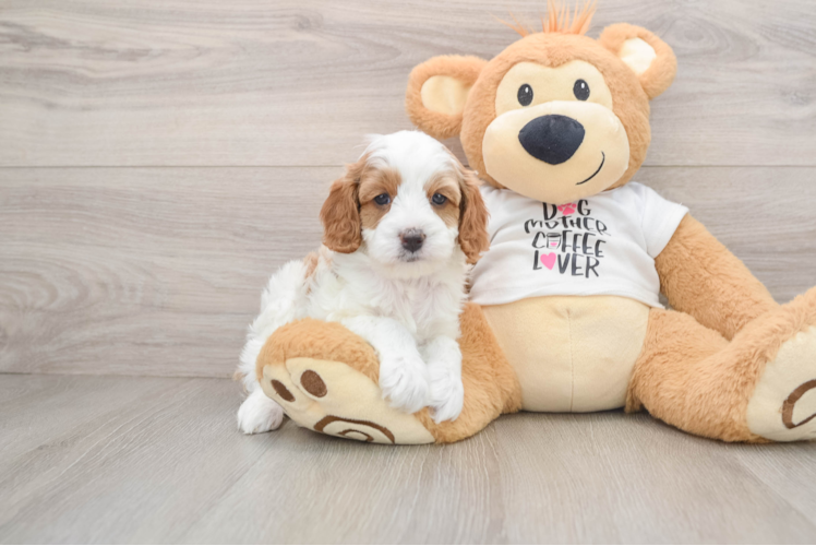 Cavapoo Puppy for Adoption