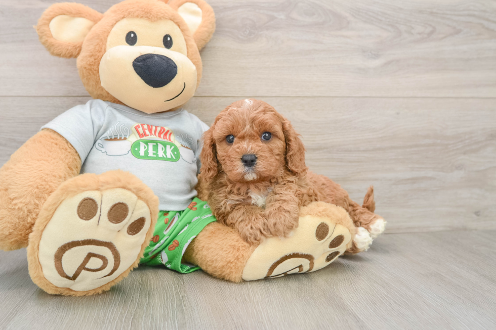 Playful Cavapoodle Poodle Mix Puppy