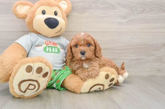 Playful Cavapoodle Poodle Mix Puppy