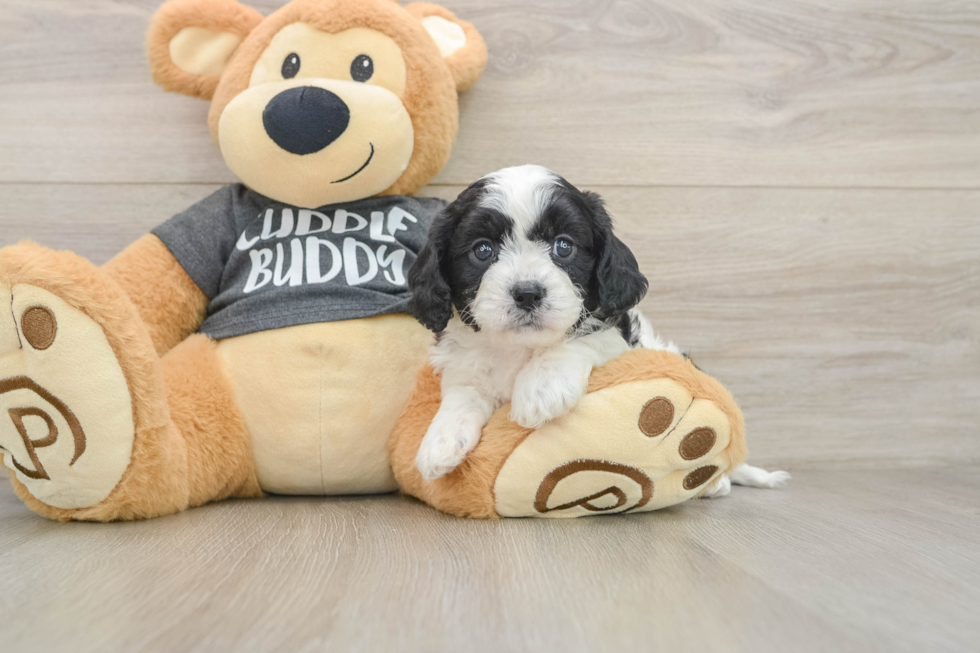 Smart Cavapoo Jameson: 5lb 8oz Doodle Puppy