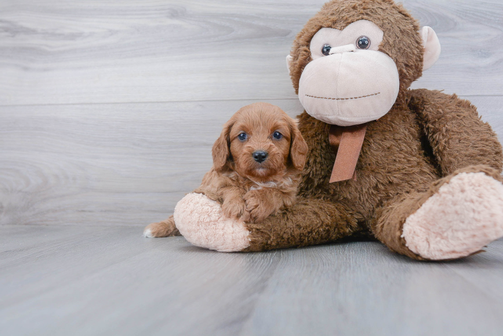 Hypoallergenic Cavoodle Poodle Mix Puppy