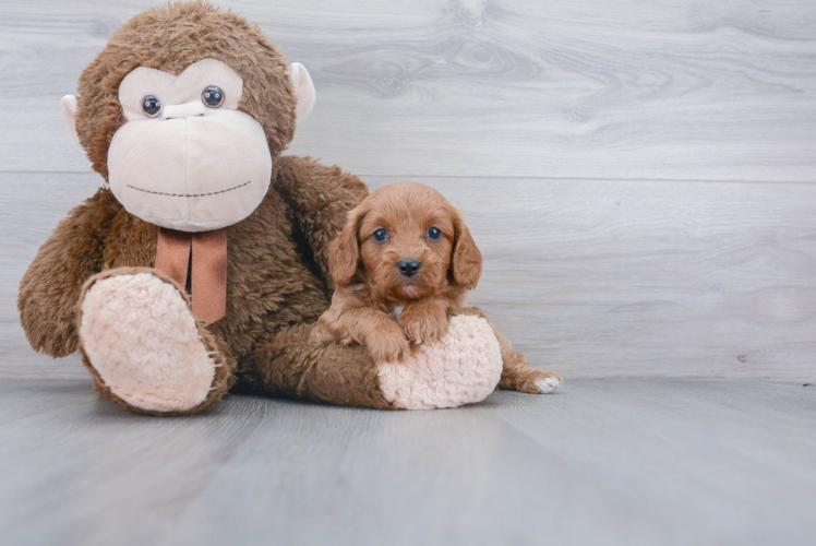 Playful Cavoodle Poodle Mix Puppy