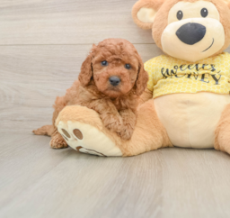 6 week old Cavapoo Puppy For Sale - Premier Pups