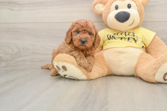 Cavapoo Pup Being Cute