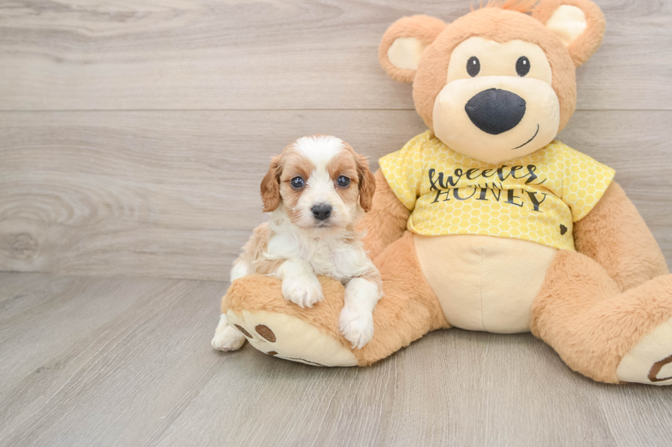 Cavapoo Pup Being Cute