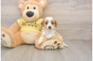 Little Cavipoo Poodle Mix Puppy