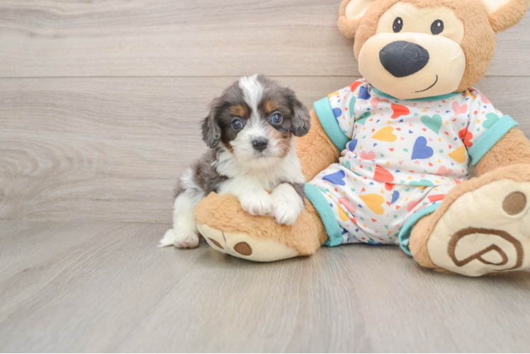 Best Cavapoo Baby