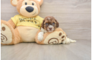 Best Cavapoo Baby