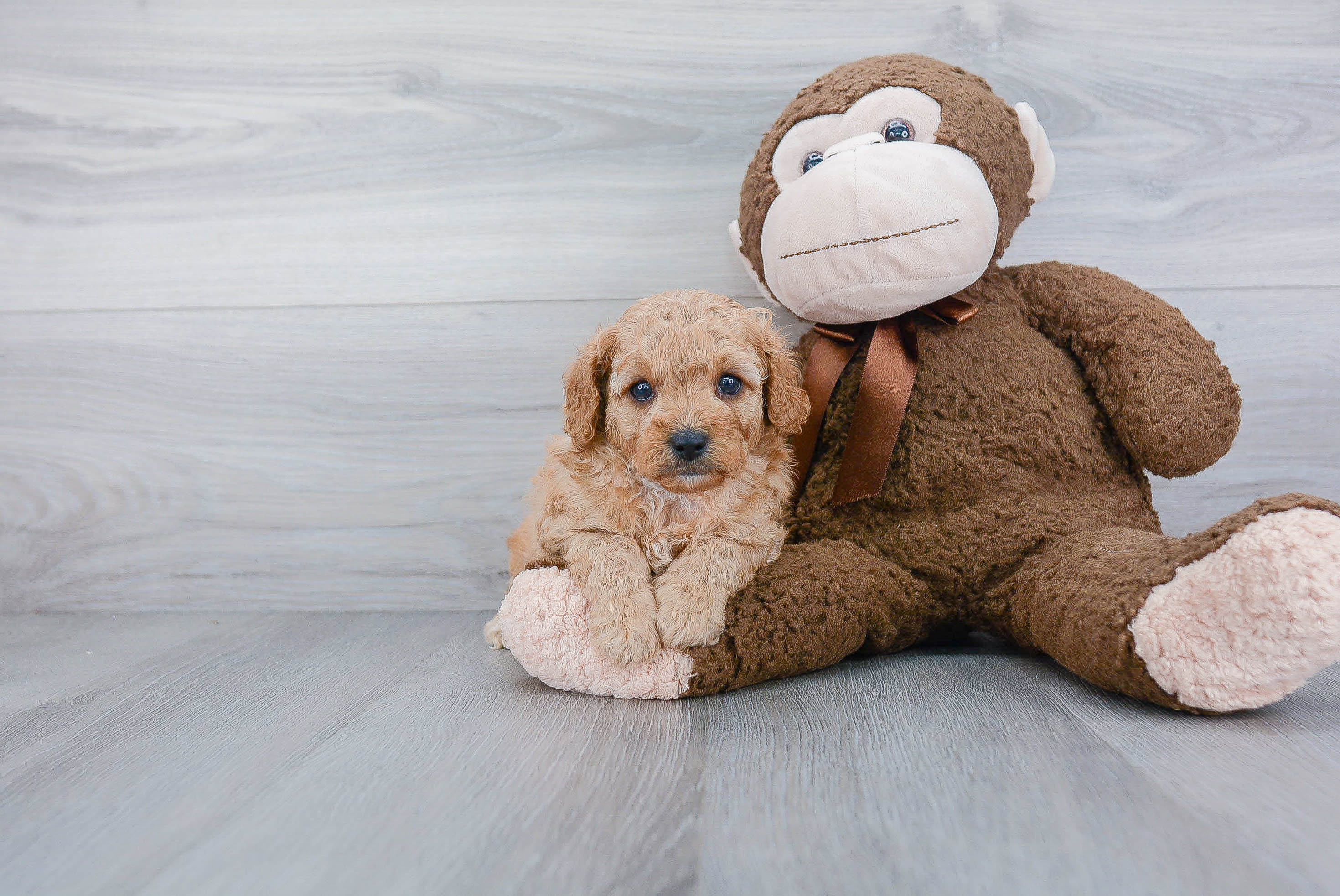 Adorable Cavoodle Poodle Mix Puppy
