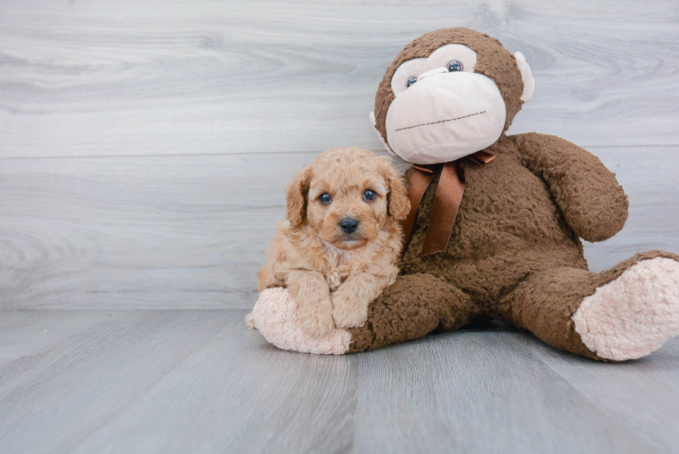 Adorable Cavoodle Poodle Mix Puppy