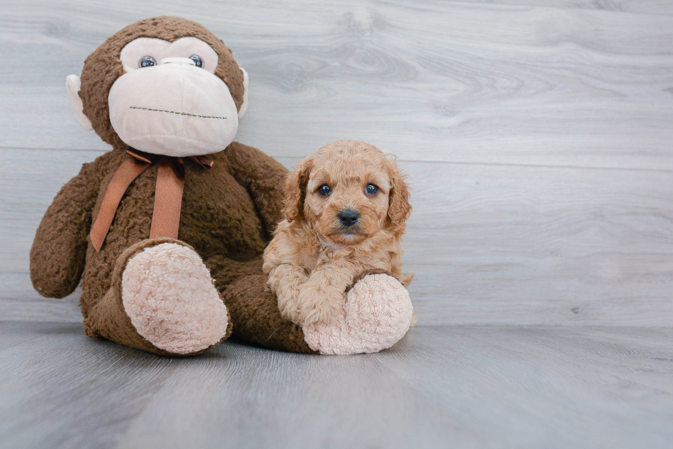 Playful Cavoodle Poodle Mix Puppy