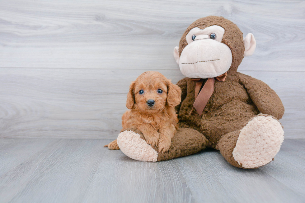 Funny Cavapoo Poodle Mix Pup