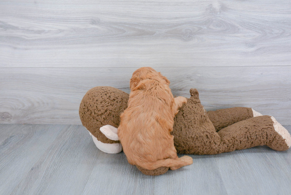 Friendly Cavapoo Baby