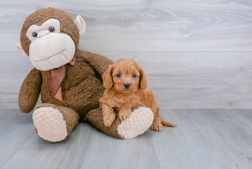 Cavapoo Puppy for Adoption