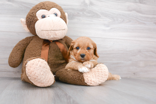 Little Cavoodle Poodle Mix Puppy