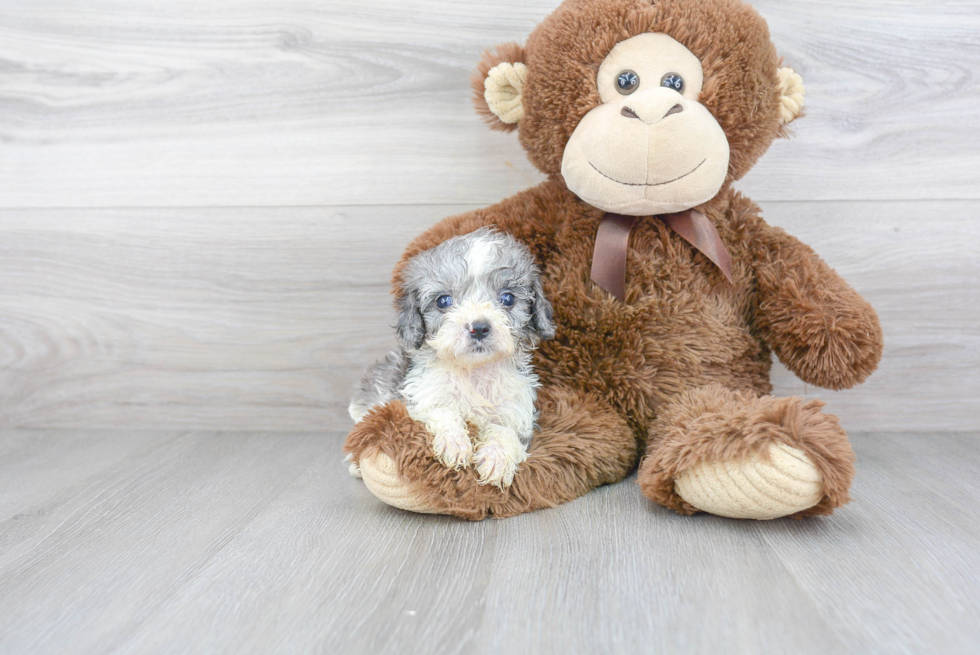 Cavapoo Pup Being Cute